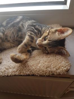 Clyde Bild von Clyde