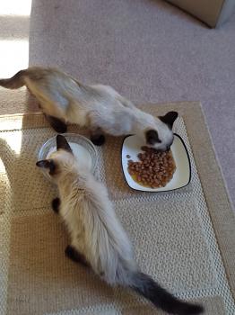 Talisa Bild von Talisa