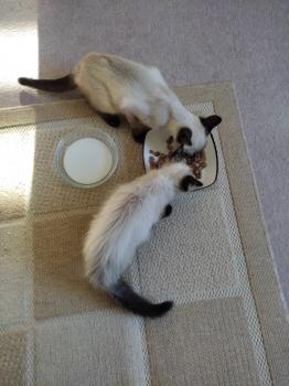 Talisa Bild von Talisa