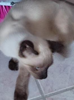 Dore Bild von Dore