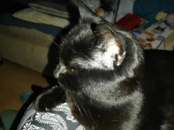 Nera Corleone Bild von Nera Corleone