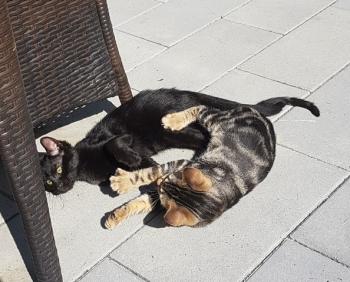Clyde Bild von Clyde