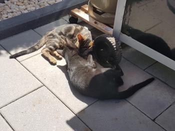Clyde Bild von Clyde