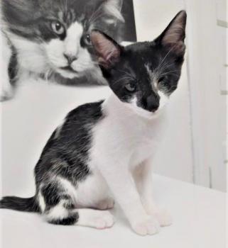 Zira Bild von Zira