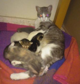 Claude Bild von Claude