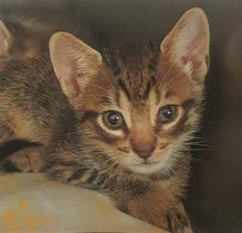 Claude Bild von Claude