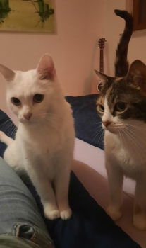 Millie Bild von Millie