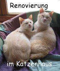 Renovierung im Katzenhaus News-Bild