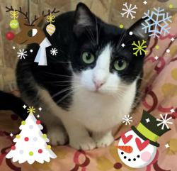 FROHE WEIHNACHTEN und einen GUTEN RUTSCH! News-Bild