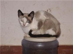 Yuma sucht ganz dringend ein Zuhause... News-Bild