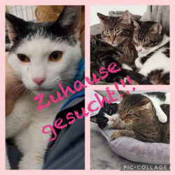 3. Transport: Zweiundzwanzig reisende Miezekatzen News-Bild