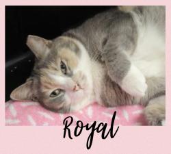 Royal ist zurück im Katzenhaus News-Bild