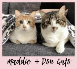 Maddie und Don Gato verlieren ihre Familie News-Bild