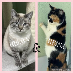Zwei Rückläufer: Helga und Reina News-Bild