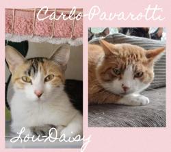 6. Transport: Katzen aus Barcelona News-Bild