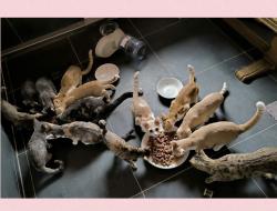 7. Transport: 44 Katzen im Glück News-Bild