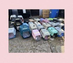 2. Transport: 40 Miezekatzen News-Bild