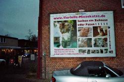 Werbung für die Tierhilfe Miezekatze! News-Bild