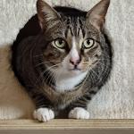 Miau Vorschau des Tieres