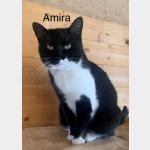 Amira Vorschau des Tieres
