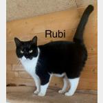 Rubi Vorschau des Tieres