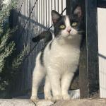 Lola Vorschau des Tieres