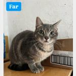 Far Vorschau des Tieres