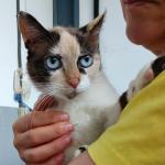 Dolly Vorschau des Tieres