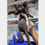 BlackJack Vorschau des Tieres