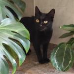 Luna Vorschau des Tieres