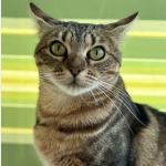 Ibera Vorschau des Tieres