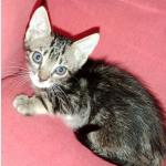 Bilbo Vorschau des Tieres