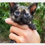 Ivy Vorschau des Tieres