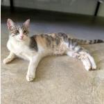 Tracy Vorschau des Tieres