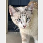 Cash Vorschau des Tieres