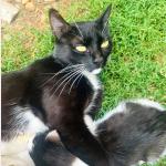 Felisa Vorschau des Tieres