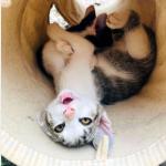 May Vorschau des Tieres