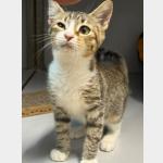 Eddie Vorschau des Tieres