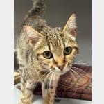 Actana Vorschau des Tieres