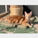 Santiago Vorschau des Tieres