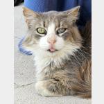 Grey Vorschau des Tieres