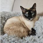 Mila (Bimba) Vorschau des Tieres