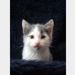 Thais Vorschau des Tieres