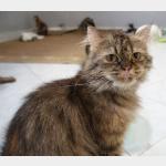 Lily Vorschau des Tieres