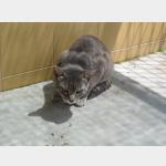 Tiger Vorschau des Tieres