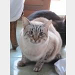 Chopi Vorschau des Tieres