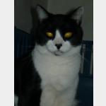 Snoopy Vorschau des Tieres