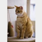 Loverboy Vorschau des Tieres