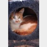 Gustavo Vorschau des Tieres