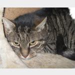 Buddy Vorschau des Tieres